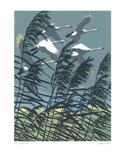 Whooper Swans by Robert Gillmor